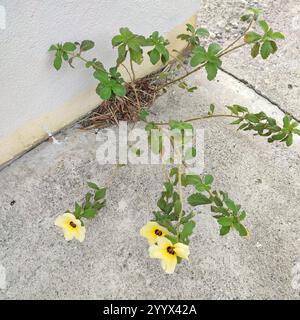 Kubanische Butterblume (Turnera subulata) Stockfoto