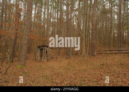 Altes Holz verfallenes Haus im Wald. Altmodische Holztoilette isoliert mit Bäumen und braunen trockenen Blättern auf dem Boden an einem bewölkten Tag. Keine Leute Stockfoto