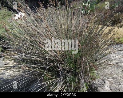 Spiny Rush (Juncus acutus) Stockfoto