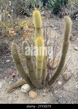 Cereus mit Goldstacheln (Bergerocactus emoryi) Stockfoto