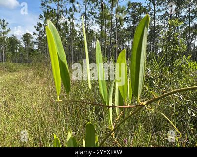 lorbeerblatt greenbrier (Smilax laurifolia) Stockfoto