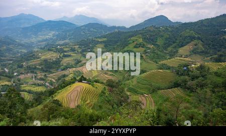 Landschaft mit grünen und gelben Reisterrassen und bewölktem Himmel in Nordvietnam Stockfoto