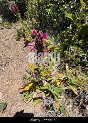 Kolibri Salbei (Salvia spathacea) Stockfoto