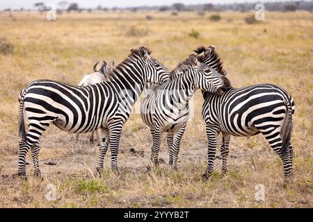 Eine Herde von drei Zebras steht in der Savanne im Taragire-Nationalpark Stockfoto