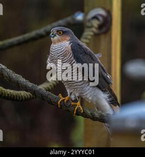 Männlicher eurasischer Sparschwein (Accipiter nisus) auf Seilschiene um die Gartenveranda Stockfoto
