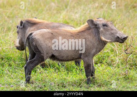 Nahaufnahme von zwei häufigen Warzenschweinen, die in entgegengesetzte Richtungen im Ngorongoro-Krater zeigen Stockfoto