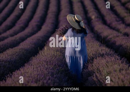 Lavendel Provence Woman Harvesting: Eine Frau in einem blauen Kleid erntet Lavendel im Sommer auf einem provenzalischen Feld für ätherische Öle und Genuss. Stockfoto
