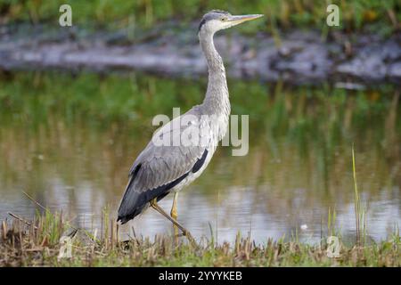 Blauer Reiher posiert Stockfoto