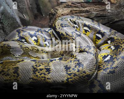 Nahaufnahme einer bunten Python im Zoo Stockfoto