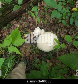 Riesenpuffer (Calvatia gigantea), Pilze, Royal Botanical Gardens - Arboretum, Old Guelph Road, Hamilton, ON, Kanada Stockfoto