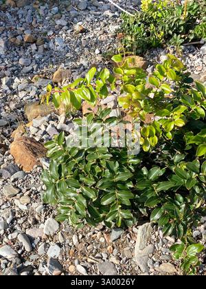 Baum Tutu (Coriaria arborea), Plantae, Punakaiki, Neuseeland Stockfoto