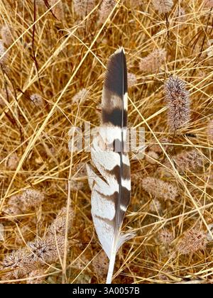Red-Shoulder Hawk (Buteo lineatus), Aves, Fort Ord National Monument, Marina, CA, USA, fand einen dreifarbigen, die vergitterte, primäre Flügelfeder eines großen Raubvogels im Gras oberhalb des El Toro Creek, die 25 cm lang war. Rotschulterfalke (Buteo lineatus) ist ein mittelgroßer Raptor, 38-48 cm lang. Buteos sind hoch aufragende Falken. Der Erwachsene hat rötlich-orange Schultern. Die Flügel haben ein auffälliges schwarz-weißes Schachbrettmuster. Der Schwanz ist schwarz mit weißen Bändern. Der Schwanz ist kürzer als Cooper's Hawk (Accipiter cooperii). Alle Pazifikvögel sind ssp. Elegans, die kalifornischen Rotschulter Stockfoto