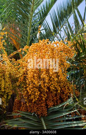 Reife Früchte hängen an der Palme. Tropische Früchte Stockfoto