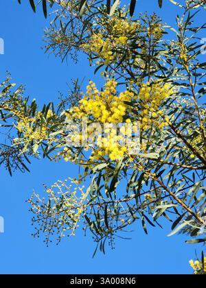 Golden Wattle (Acacia decora), Plantae, Mount Morgan QLD 4714, Australien Stockfoto