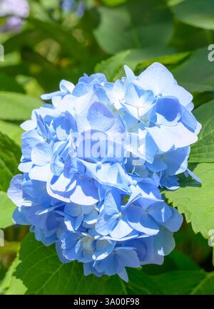Hellblaue Hortensie, selektiver Fokus Stockfoto