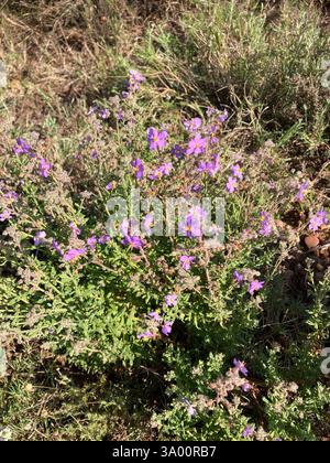 Blue Skunkbush (Chaenostoma caeruleum), Plantae, Bontebok Nationalpark, ZA-WC-OV, ZA-WC, ZA Stockfoto