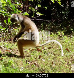 Diademed Sifaka (Propithecus diadema), Mammalia, Alaotra-Mangoro, MG-TM, MG, Sie werden Tanzende Lemuren genannt, weil sie mit ihren Hinterbeinen von Ort zu Ort hüpfen. Diademed Sifaka, auch bekannt als Dancing Lemur, Propithecus diadema oder Diademed simpona, ist eine bedrohte Art von Sifaka, einer der Lemuren, die in bestimmten Regenwäldern im Osten Madagaskars endemisch sind. Diese Art ist eine der weltweit größten lebenden Lemuren mit einer Gesamtlänge von etwa 105 Zentimetern (41 Zoll), von denen die Hälfte Schwanz ist. Wiki Lemuren sind nassnasige Primaten. Alle Arten von Lemuren sind endemisch auf der Insel Stockfoto