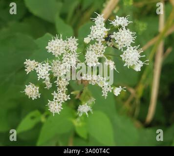 Weißer Schlangenhahn (Ageratina altissima), Plantae, Royal Botanical Gardens - Arboretum, Old Guelph Road, Hamilton, ON, Kanada Stockfoto