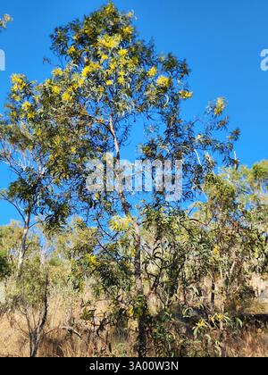 Black Wattle (Acacia leiocalyx), Plantae, Mount Morgan QLD 4714, Australien Stockfoto