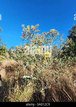 Queensland Silver Wattle (Acacia podalyriifolia), Plantae, Mount Morgan QLD 4714, Australien Stockfoto