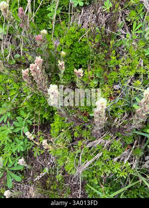 Weißer, kleinblütiger Pinsel (Castilleja parviflora albida), Plantae, USA, Common. Abgesehen von ein paar roten Castilleja (wahrscheinlich C. miniata) am Anfang des Zuges, ist dies das einzige Castilleja, das ich gesehen habe, alle mit diesen fast weißen Blumen. Stockfoto