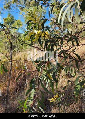 Black Wattle (Acacia leiocalyx), Plantae, Mount Morgan QLD 4714, Australien Stockfoto