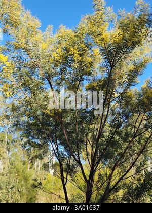 Golden Wattle (Acacia decora), Plantae, Mount Morgan QLD 4714, Australien Stockfoto