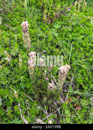Weißer, kleinblütiger Pinsel (Castilleja parviflora albida), Plantae, Whatcom County, US-WA, USA Stockfoto