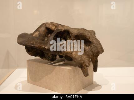 Nahaufnahme eines fossilen Schädels eines Aulocephalodons, eines pflanzenfressenden Dinosauriers aus der Dicynodonts-Gruppe, der vor 299 bis 200 Millionen Jahren lebte. Stockfoto