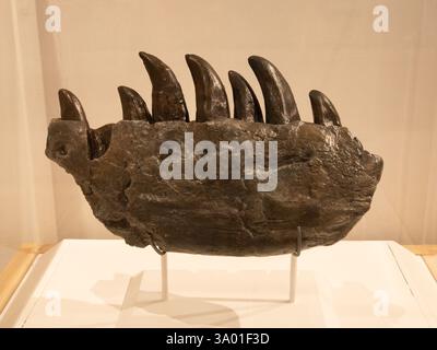 Fossiler Unterkieferknochen eines fleischfressenden Dinosauriers, eines Torvosaurus, im Museum of Natural History der University of Colorado. Stockfoto