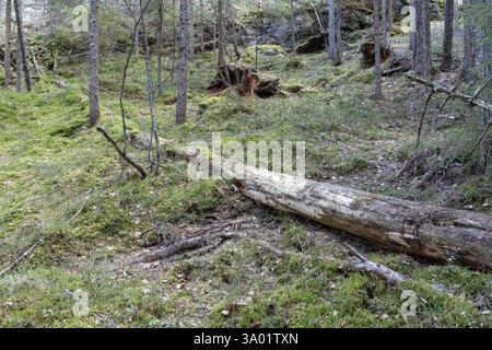Scytinostroma odoratum weißes Wachstum auf einer toten Fichte in einem alten Nadelwald in Raseborg, Südwestfinnland Stockfoto