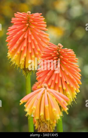 Kniphofia rooperi, Roopers glühender Poker, runde, klobige Köpfe aus röhrenförmigen Orangenblüten im frühen Herbst Stockfoto
