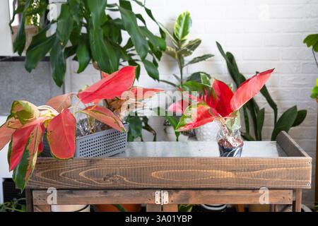 Verschiedene Sorten tropischer Aglaoneme auf dem Blumentisch im Inneren des Hauses. Das Blumenhobby eines Topfpflanzenzüchters Stockfoto