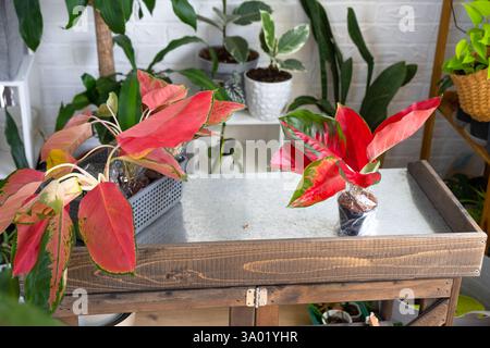 Verschiedene Sorten tropischer Aglaoneme auf dem Blumentisch im Inneren des Hauses. Das Blumenhobby eines Topfpflanzenzüchters Stockfoto