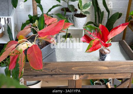 Verschiedene Sorten tropischer Aglaoneme auf dem Blumentisch im Inneren des Hauses. Das Blumenhobby eines Topfpflanzenzüchters Stockfoto