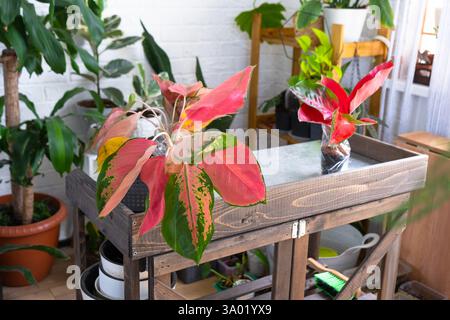 Verschiedene Sorten tropischer Aglaoneme auf dem Blumentisch im Inneren des Hauses. Das Blumenhobby eines Topfpflanzenzüchters Stockfoto