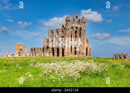 Whitby Abbey, North Yorkshire an einem schönen sonnigen Frühlingstag, mit Kuh-Petersilie im Vordergrund. Whitby Abbey war ein christliches Kloster aus dem 7. Jahrhundert. Stockfoto