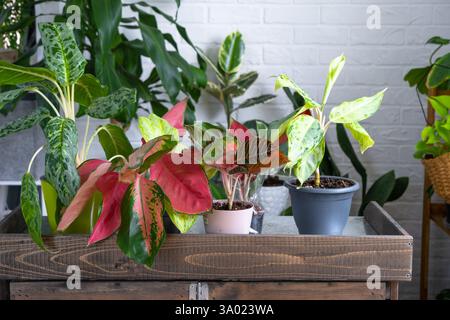 Verschiedene Sorten tropischer Aglaoneme auf dem Blumentisch im Inneren des Hauses. Das Blumenhobby eines Topfpflanzenzüchters Stockfoto