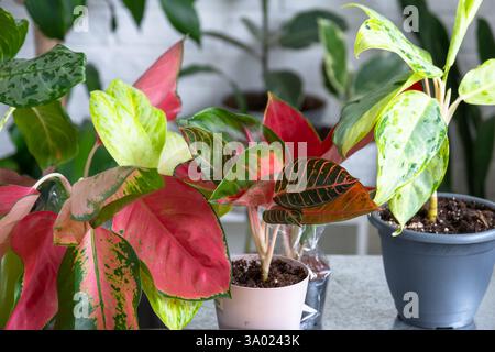 Verschiedene Sorten tropischer Aglaoneme auf dem Blumentisch im Inneren des Hauses. Das Blumenhobby eines Topfpflanzenzüchters Stockfoto