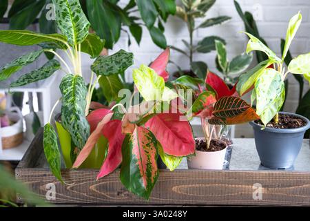 Verschiedene Sorten tropischer Aglaoneme auf dem Blumentisch im Inneren des Hauses. Das Blumenhobby eines Topfpflanzenzüchters Stockfoto