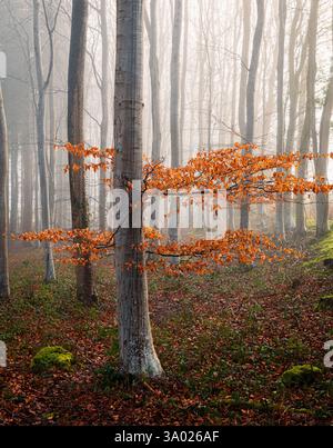 Morgennebel im Buchenwald Prinkle Wood nahe Battle am hohen weald East Sussex Südosten Englands Großbritannien Stockfoto