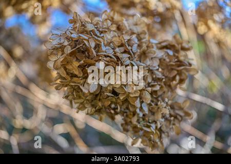 Die Hortensie verdorbene, vertrocknete Blüte aus nächster Nähe Stockfoto