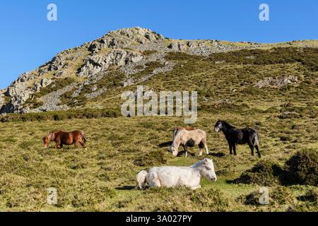Wilde walisische Bergponys auf dem Hügel Garreg Fawr in den Hügeln von Carneddau im Snowdonia-Nationalpark in der Nähe von Llanfairfechan, Conwy, Nordwales, Großbritannien. Stockfoto