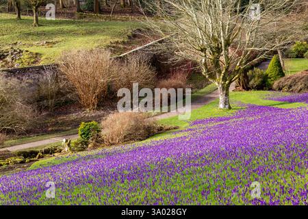 Leuchtend violette Krokusblüten wachsen im frühen Frühjahr auf einem grünen Rasen in einem englischen Garten Stockfoto