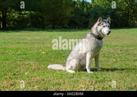 Sibirischer Husky mit auffälligen blauen Augen sitzt aufmerksam auf hellgrünem Gras. Das Sonnenlicht hebt das Pelz und den Kragen mit Nieten in der ruhigen Parklandschaft hervor. Stockfoto