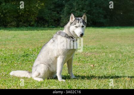Sibirischer Husky mit auffälligen blauen Augen sitzt aufmerksam auf hellgrünem Gras. Das Sonnenlicht hebt das Pelz und den Kragen mit Nieten in der ruhigen Parklandschaft hervor. Stockfoto
