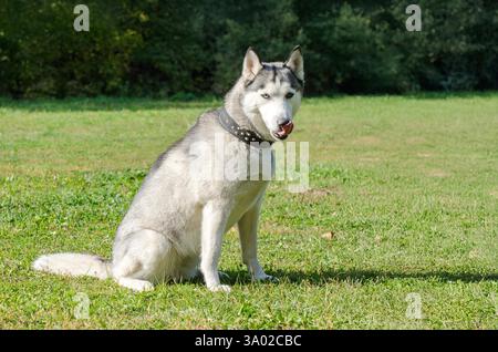 Sibirischer Husky mit auffälligen blauen Augen sitzt aufmerksam auf hellgrünem Gras. Das Sonnenlicht hebt das Pelz und den Kragen mit Nieten in der ruhigen Parklandschaft hervor. Stockfoto