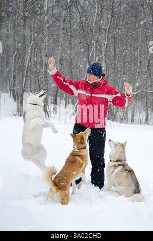 Junge Frau in roter Jacke interagiert freudig mit drei Huskys im verschneiten Wald. Schneeflocken fallen herum, während Hunde spielerisches Verhalten zeigen. Szene-Kappe Stockfoto