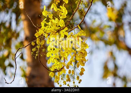 Goldene Dusche blüht auf dem Ast Stockfoto