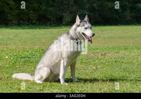 Sibirischer Husky mit auffälligen blauen Augen sitzt aufmerksam auf hellgrünem Gras. Das Sonnenlicht hebt das Pelz und den Kragen mit Nieten in der ruhigen Parklandschaft hervor. Stockfoto